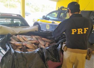 Carga de peixe sendo transportada sem refrigeração é flagrada na BR-101, em Barra Velha
