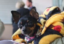 Castrações de cães e gatos podem ser agendadas pelo site da Prefeitura de Balneário Piçarras