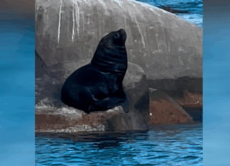 Leões-marinhos visitam a laje de pedras de Barra Velha