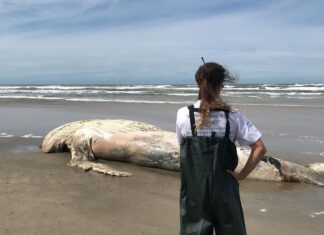 Santa Catarina registra o primeiro encalhe fatal da temporada migratória das baleias