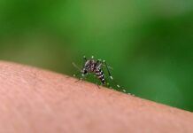 Balneário Piçarras registra 945 focos positivos do Aedes aegypti