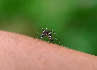 Barra Velha soma mais de 3.600 casos de dengue este ano