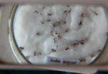 Agentes de endemias vão entrar em residências fechadas que apresentem risco de criadouros do Aedes
