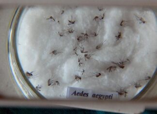 Agentes de endemias vão entrar em residências fechadas que apresentem risco de criadouros do Aedes