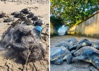 Polícia Ambiental multa homem em R$ 65 mil por morte de doze tartarugas-verdes