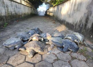 Barra Velha: Doze tartarugas-verdes morrem após emalhe em rede de pesca irregular