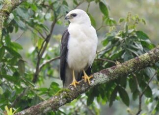 Ave ameaçada de extinção é flagrada na Morraria do Quininho, em Balneário Piçarras
