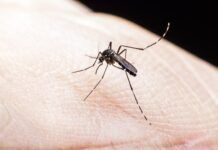 Barra Velha está entre as cidades a receber vacinas contra a dengue