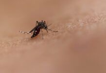 Balneário Piçarras recebe a confirmação do primeiro óbito por dengue