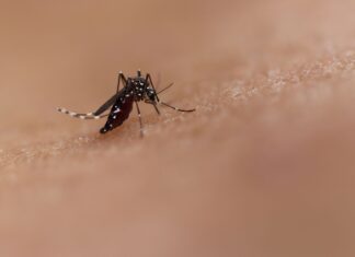Balneário Piçarras recebe a confirmação do primeiro óbito por dengue