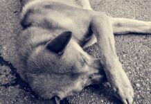 Mais de 40 cães e gatos já foram mortos por envenenamento, denunciam voluntários de Penha
