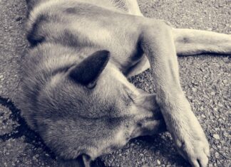 Mais de 40 cães e gatos já foram mortos por envenenamento, denunciam voluntários de Penha