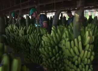 Bananicultura: a força agrícola de Luiz Alves