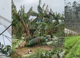 Ciclone extratropical causa prejuízos acima dos R$ 36 milhões na bananicultura de Luiz Alves