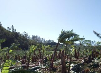 Bananicultores de Barra Velha contabilizam prejuízos de R$ 11 milhões com ciclone extratropical
