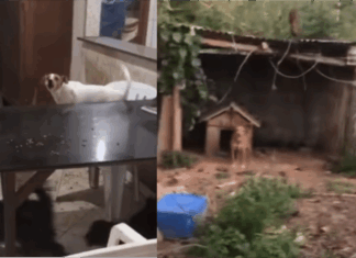 Adote Penha busca doações após resgatar 30 animais