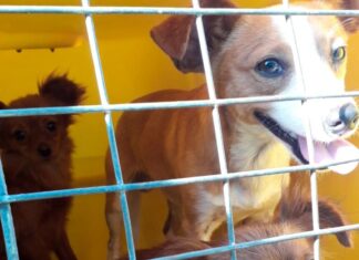 Inauguração da Unidade de Zoonoses (Casa Pet) acontece no dia 03 de outubro em Balneário Piçarras