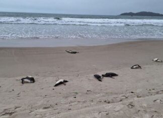 Mais de 60 pinguins são achados mortos, na praia de Bombinhas