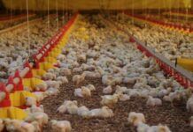 Japão retira embargo à importação do frango de Santa Catarina