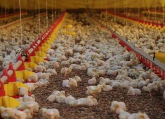 Japão retira embargo à importação do frango de Santa Catarina