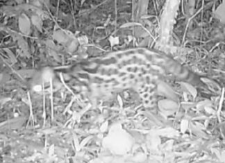 Raro gato-maracajá é flagrado no Parque Natural Municipal Caminho do Peabirú
