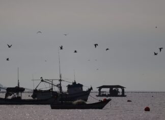 Comissão da Pesca Artesanal de Santa Catarina cobra inclusão do estado em grupo que revisa leis pesqueiras
