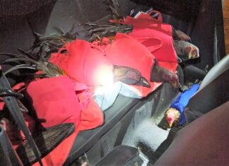 PRF localiza galos de rinha no interior de automóvel na BR-101, em Joinville