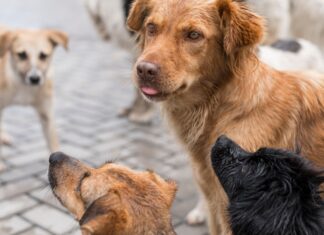 Balneário Piçarras tem 150 castrações de cães e gatos para o mês de setembro