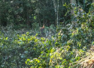 Fundema de Barra Velha autua por corte irregular de mata nativa do Morro do Grant