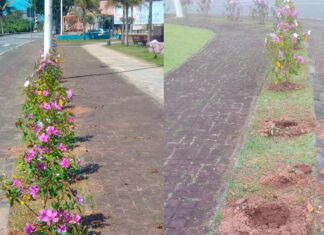 Vandalismo: Duas praças de Barra Velha têm plantas ornamentais furtadas