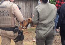 Causa animal será tema de audiência pública na Câmara de Penha