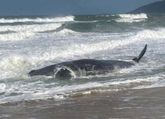 Baleia cachalote de 11 metros morre após encalhe em praia da capital