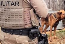 Preso em Penha homem que mantinha cão em condições de maus-tratos