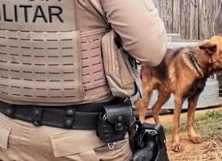 Preso em Penha homem que mantinha cão em condições de maus-tratos
