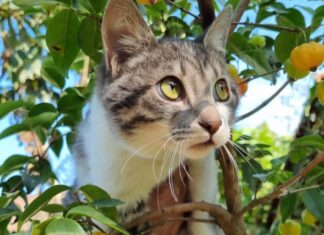 Balneário Piçarras tem Feira de Adoção de Cães e Gatos neste sábado (14)