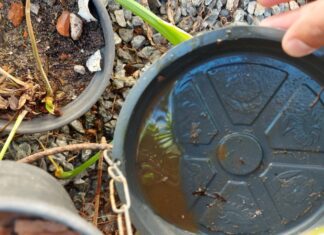Comparativo anual revela crescimento de 116% nos focos de Aedes aegytpi em Barra Velha