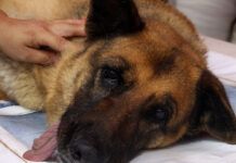 Vereador propõe inclusões no Código de Proteção aos Animais: vacinação e microchipagem