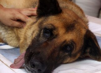 Vereador propõe inclusões no Código de Proteção aos Animais: vacinação e microchipagem