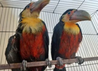 Dois filhotes de tucano são resgatados após queda de árvore, em Luiz Alves