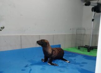 Lobo-marinho-sul-americano é resgatado em Praia de Penha