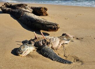 Tartaruga-verde é encontrada mutilada na Praia Grande, em Penha