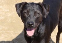 Penha tem feira de adoção de cães e gatos neste sábado (6)