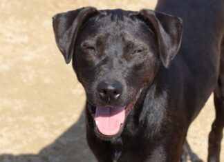 Penha tem feira de adoção de cães e gatos neste sábado (6)