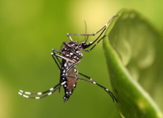 Balneário Piçarras, Penha e Barra Velha somam 444 casos de dengue