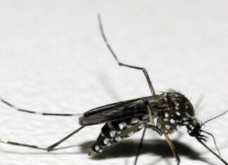 Dengue: Barra Velha decreta situação de emergência em saúde pública