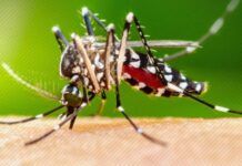 Barra Velha está entre as cidades a receber vacina contra a dengue