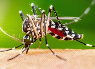 Barra Velha está entre as cidades a receber vacina contra a dengue