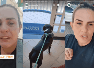 Resgate de pit bull: “A gente que faz o bem aqui nessa cidade é tratada dessa forma”, desabafa Manu do Adote Penha