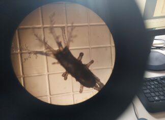 Epagri e Univali avançam em estudos para cultivo de pepino do mar na costa catarinense