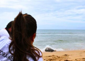 Tartaruga-verde resgatada é devolvida ao mar da Praia Grande, em Penha